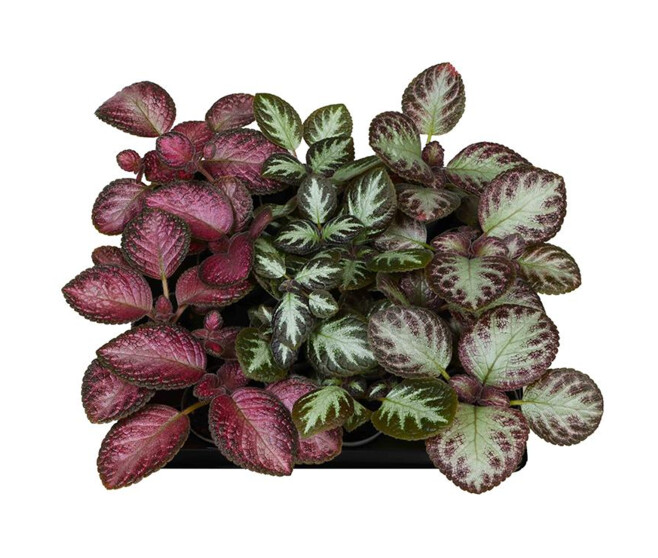 EPISCIA CUPREATA