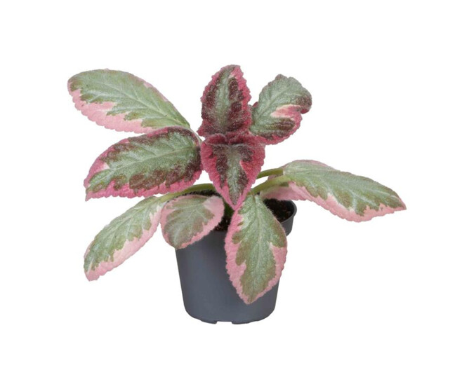 EPISCIA REPTANS