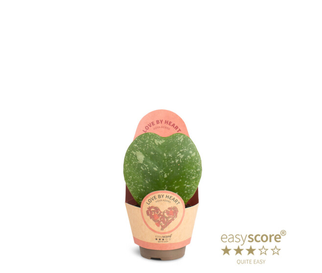 HOYA COEUR PANACHE