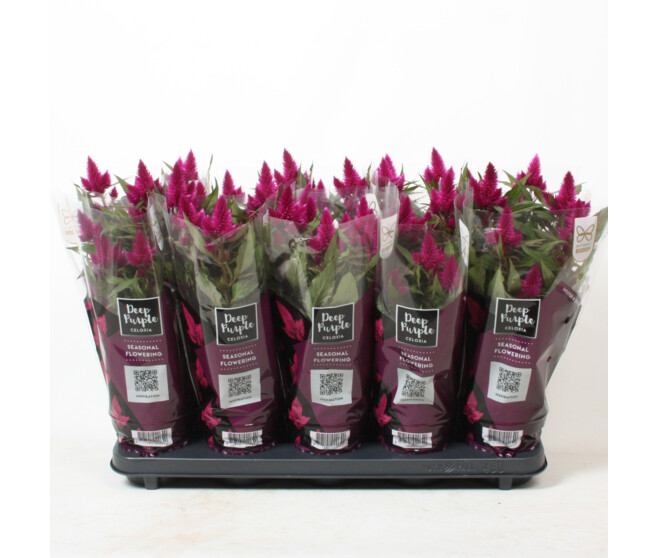 CELOSIE DEEP PURPLE