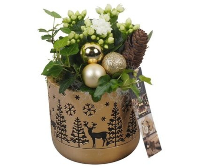 COMPO 2 PLANTES CERAM NOEL
