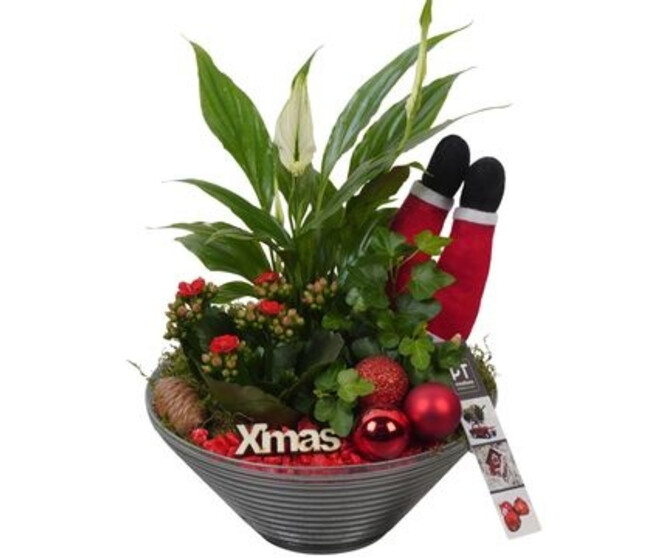 COMPO 3 PLANTES VERRE NOEL