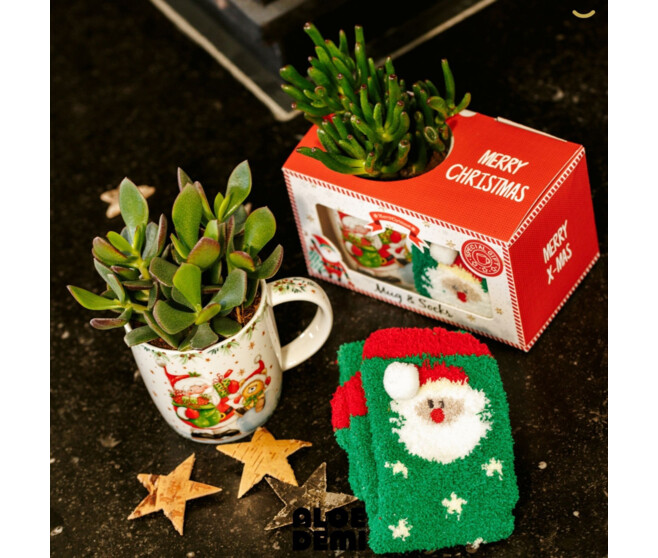 SUCCULENTE CERAM MUG+ SOCKS