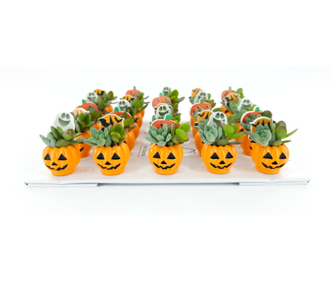 SUCCULENTE CERAM HALLOWEEN