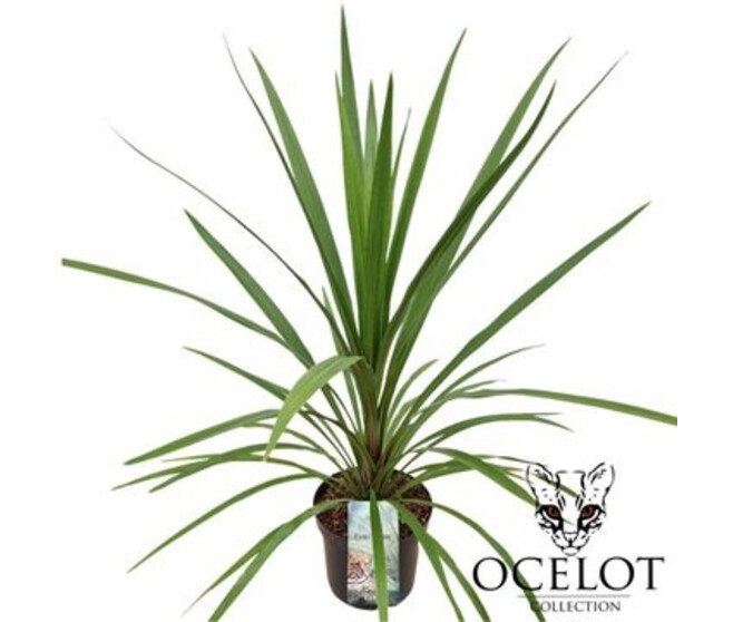 CORDYLINE INDIVISA PEKO