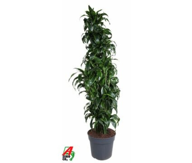 DRACAENA DORADO