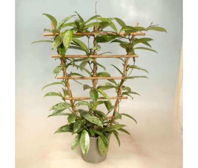 HOYA CARNOSA PALISSE