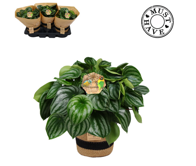 PEPEROMIA ARGYREIA VANNERIE