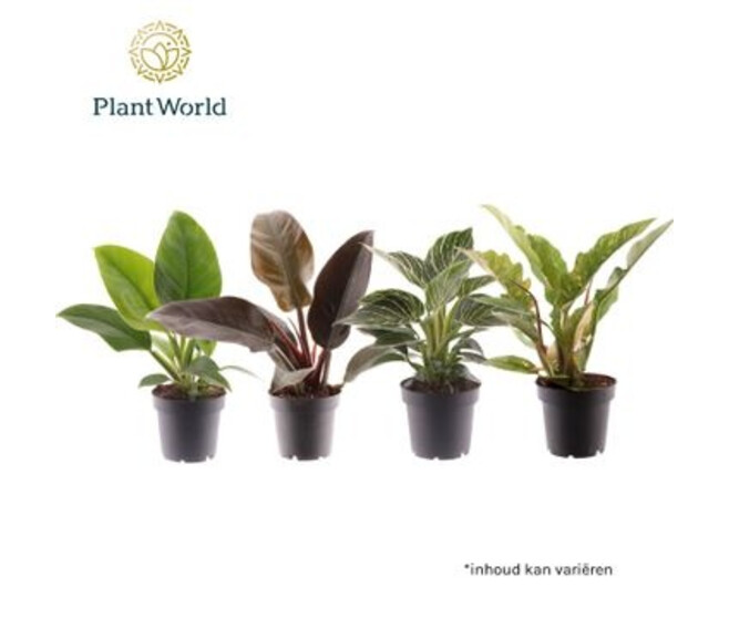 PHILODENDRON VARIE