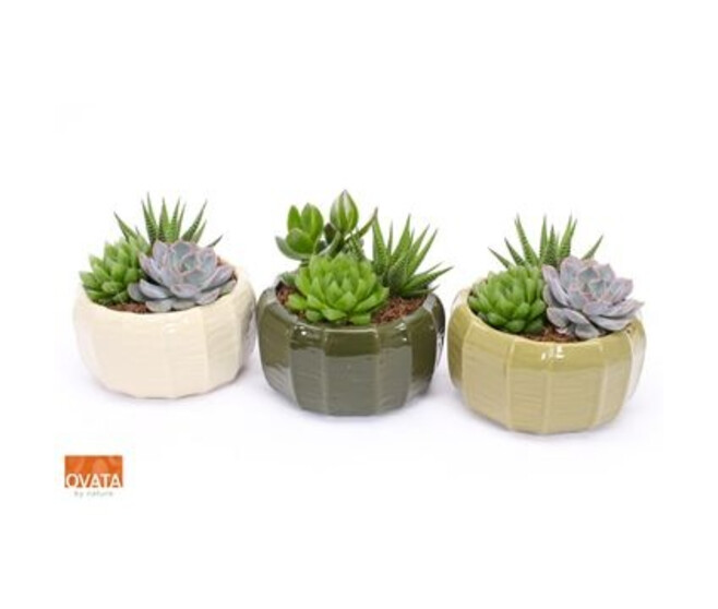 SUCCULENTE CERAM X3