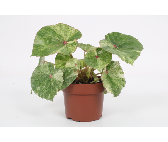 BEGONIA REX