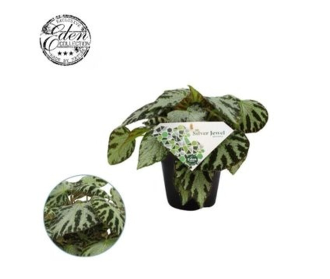BEGONIA REX SILVER JEWELL