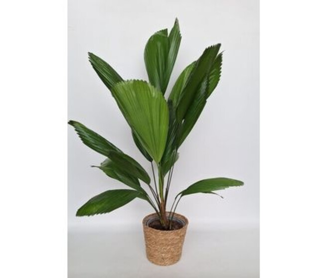 LICUALA GRANDIS OSIER