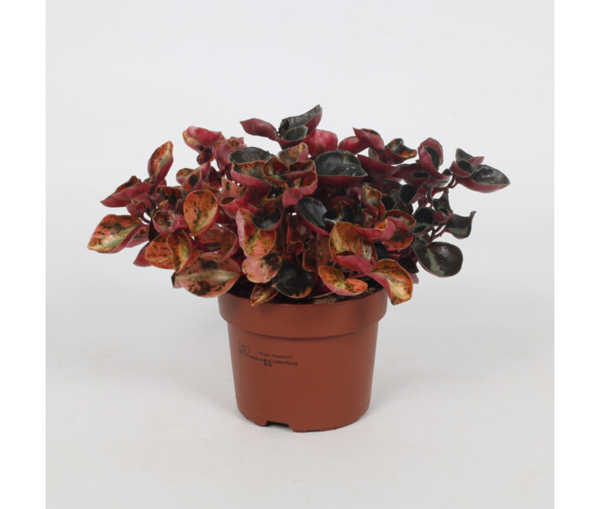 PEPEROMIA CAPERATA