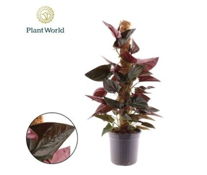 SYNGONIUM RED ARROW TM