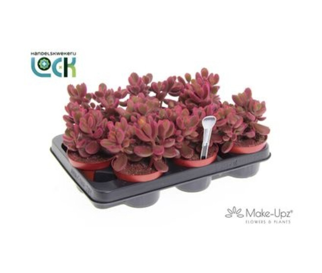 COTYLEDON LADYSMITHIENSIS