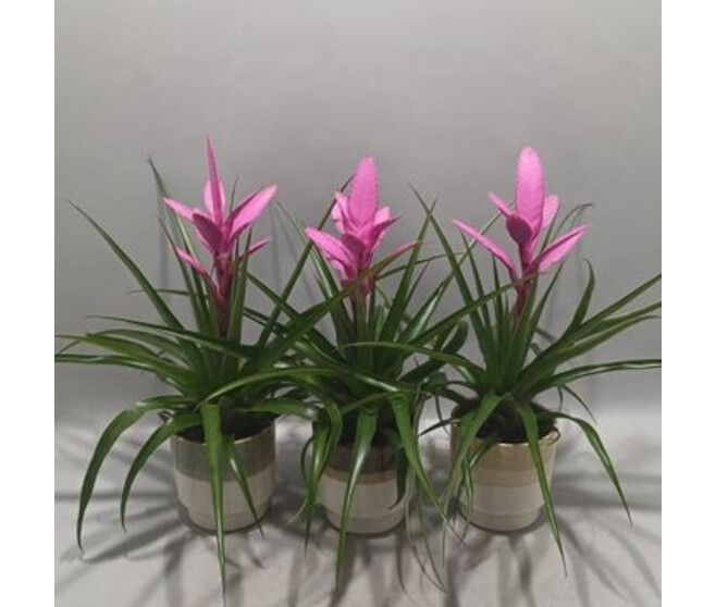 TILLANDSIA ANTONIO