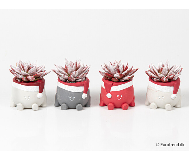 ECHEVERIA TEINTE ROUGE GIVRE CERAM