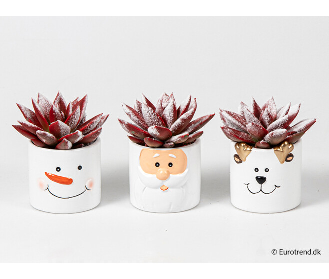 ECHEVERIA TEINTE ROUGE GIVRE CERAM