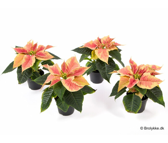 POINSETTIA MINI FEELING MARBLE