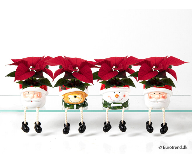 POINSETTIA CERAM NOEL