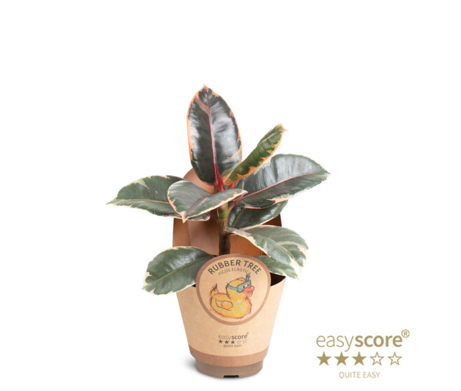 FICUS ELASTICA RUBY