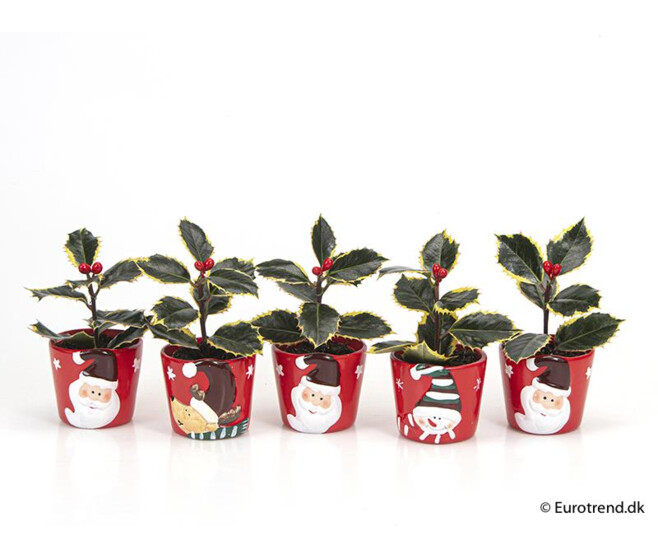 ILEX AQUIFOLIUM CERAM NOEL