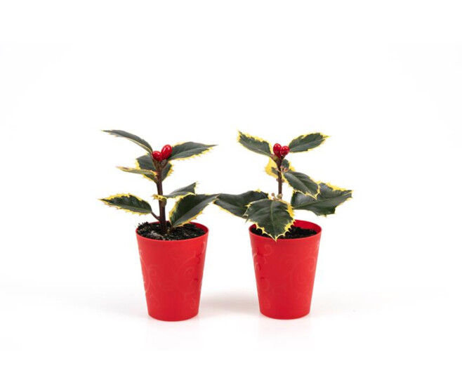 ILEX AQUIFOLIUM P ROUGE