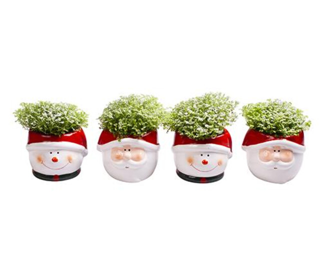 SELAGINELLE APODA CERAM