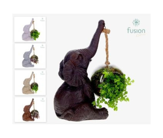 PLANTE VERTE ELEPHANT SUSP