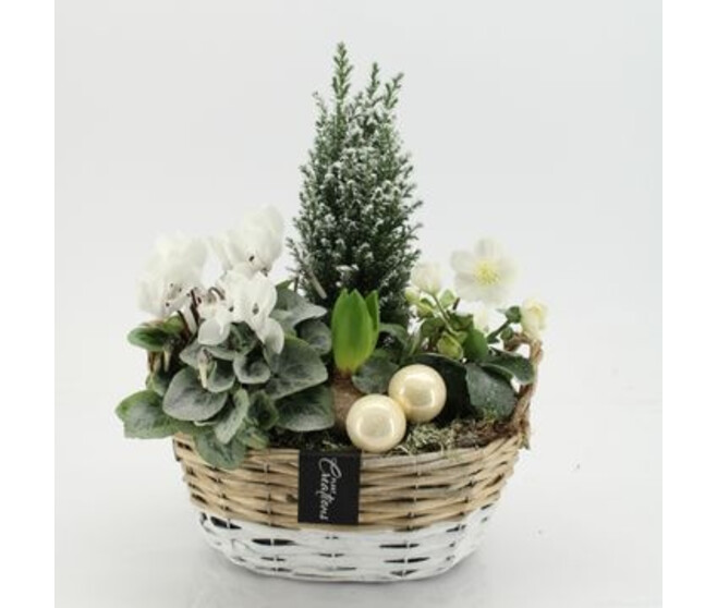 COMPO 4 PLANTES OSIER NOEL