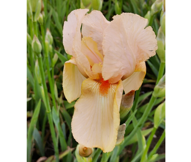 IRIS GERMANICA MME FRANCOIS DEBAT