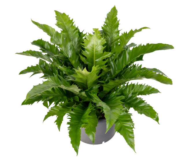 ASPLENIUM ANTIQUUM GIOIA