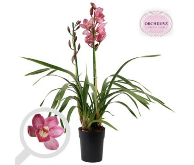 CYMBIDIUM 2BR ROSE