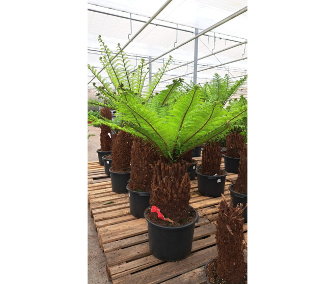 DICKSONIA ANTARCTICA