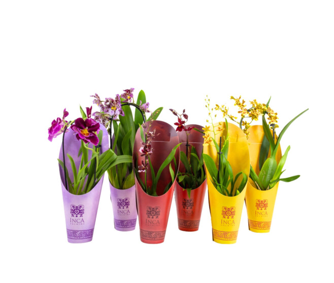 ORCHIDEES 1BR CASCADE