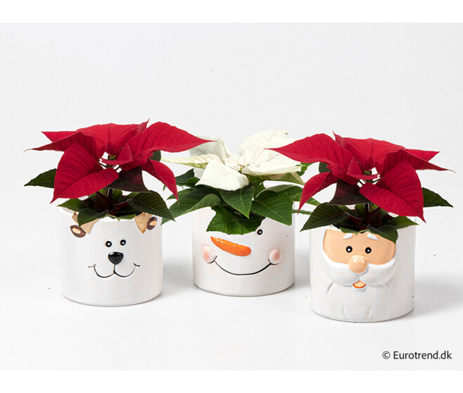 POINSETTIA CERAM NOEL