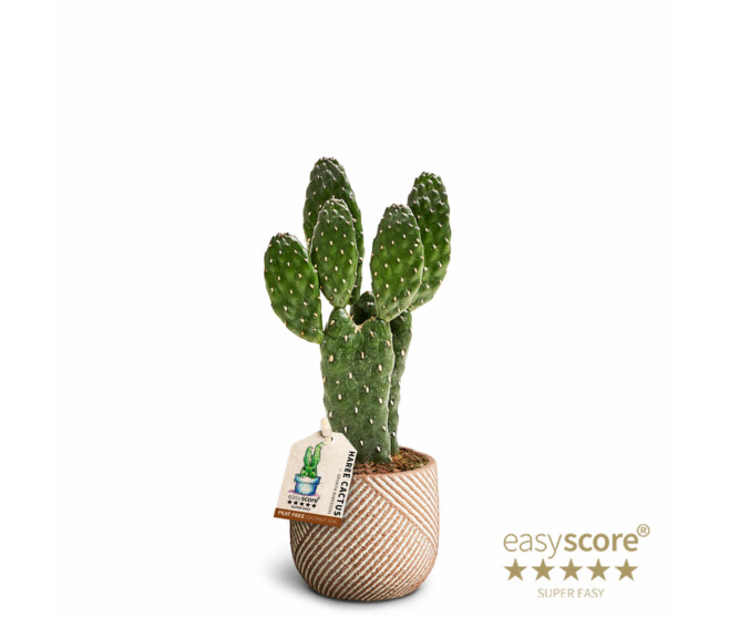 CACTUS OPUNTIA CERAM