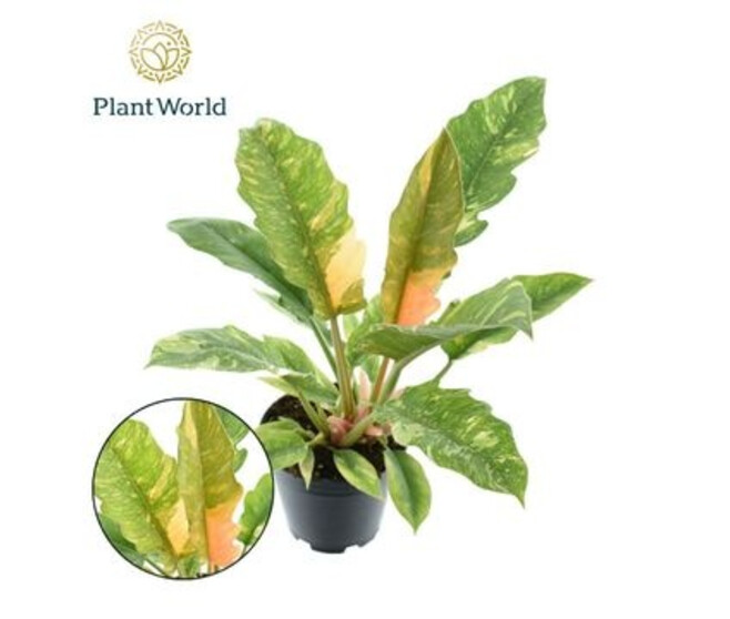 PHILODENDRON RING OF FIRE