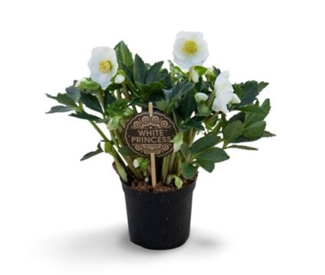 HELLEBORE WHITE PRINCESS