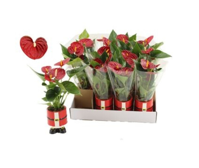 ANTHURIUM ANDREANUM ROUGE CERAM NOEL