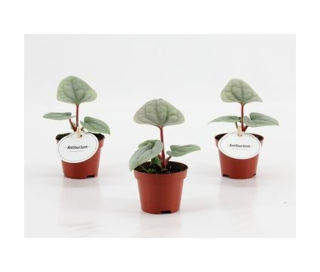 ANTHURIUM LUXURIANS