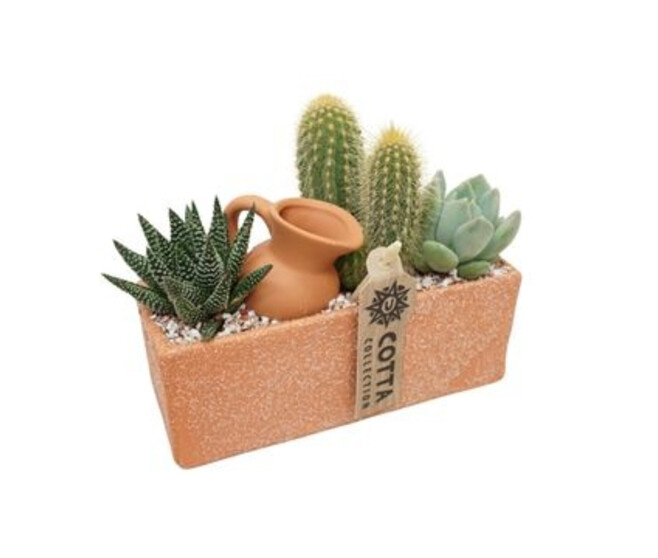 CACTUS X3 CERAM