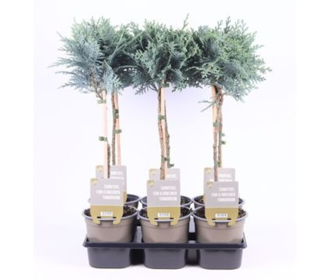 CHAMAECYPARIS LAWSONIANA COLUMNARIS TIGE