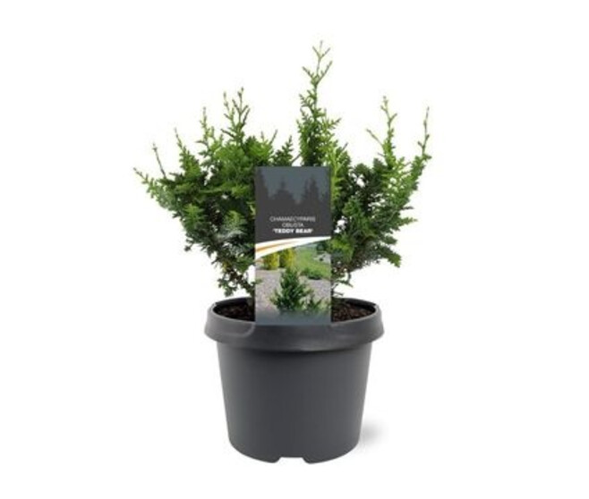 CHAMAECYPARIS PISIFERA TEDDY BEAR