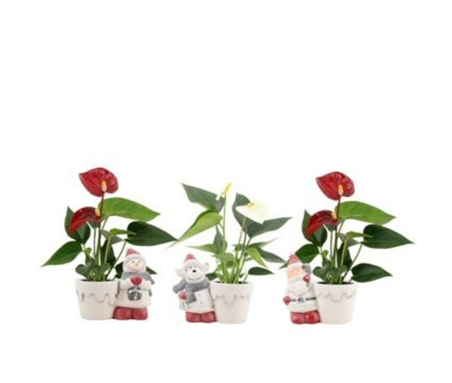 ANTHURIUM ANDREANUM CERAM NOEL