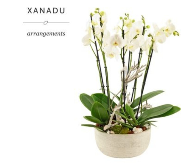 COMPO PHALAENOPSIS COUPE CERAM