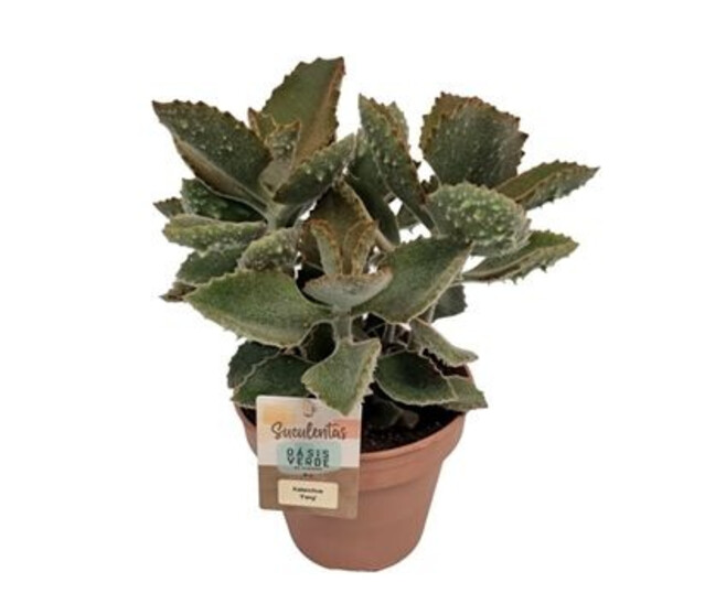 KALANCHOE BEHARENSIS