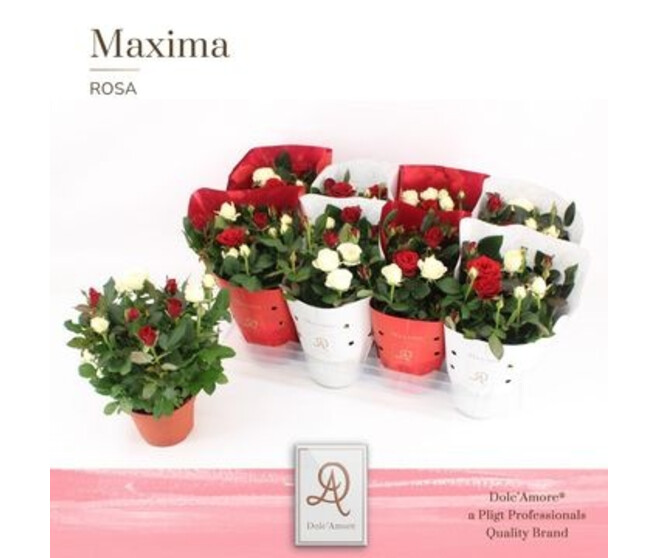 ROSIER AMOROSA  2COULEURS VARIE