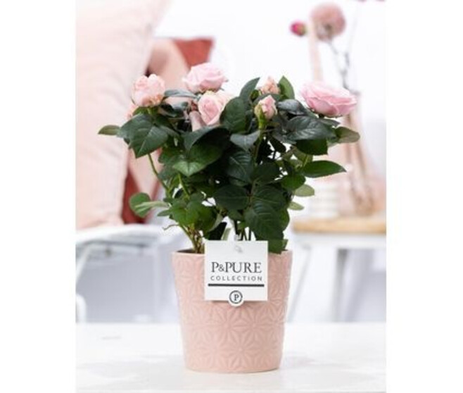 ROSIER BEAUMONDE ROSE CERAM